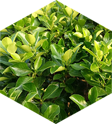 康寧植物素 康寧植物素